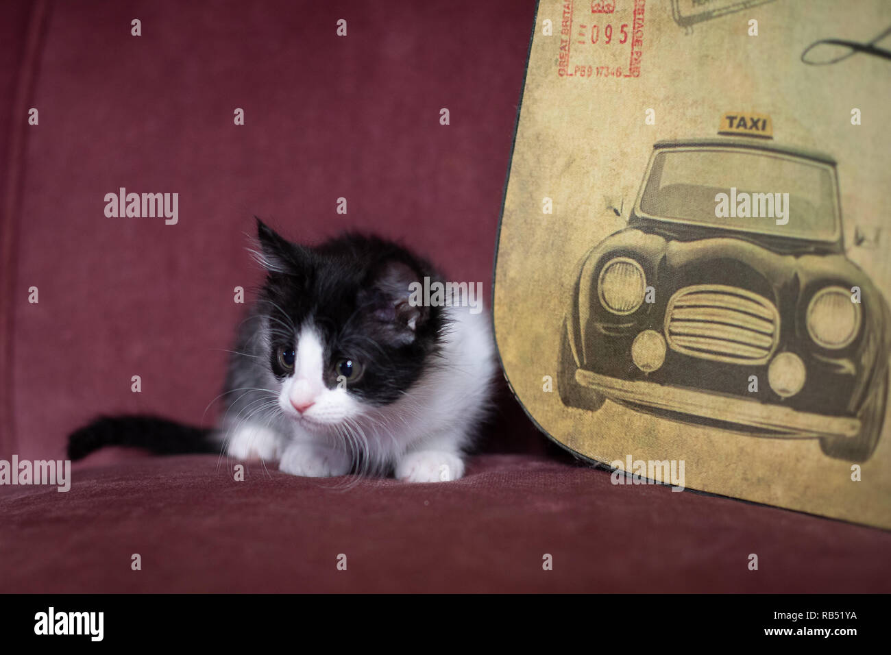 Kittens Playing Stock Photo