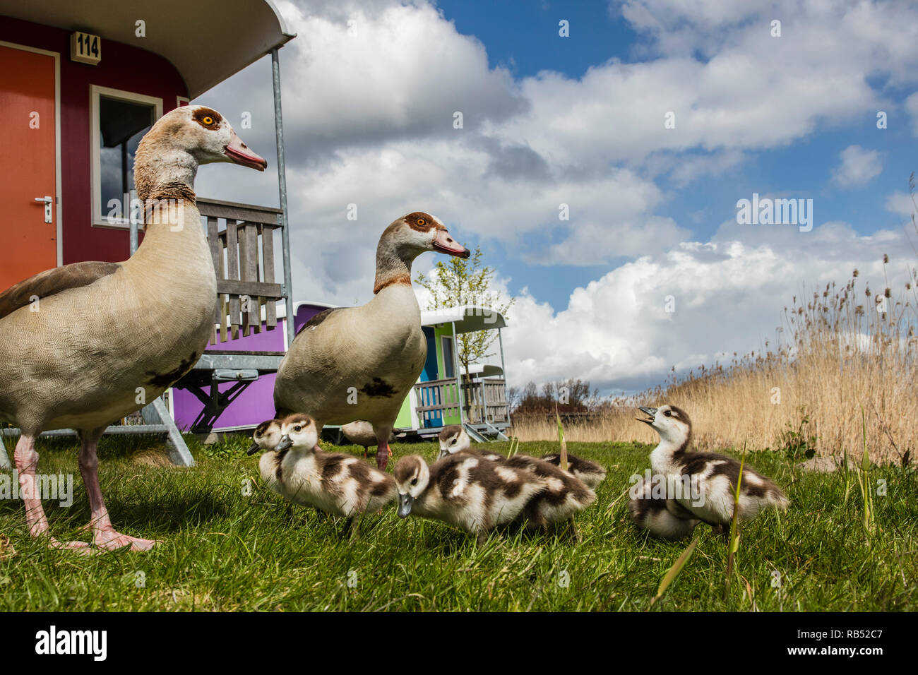 Egyptian goose, geese (Alopochen aegyptiacus). Male, female and young