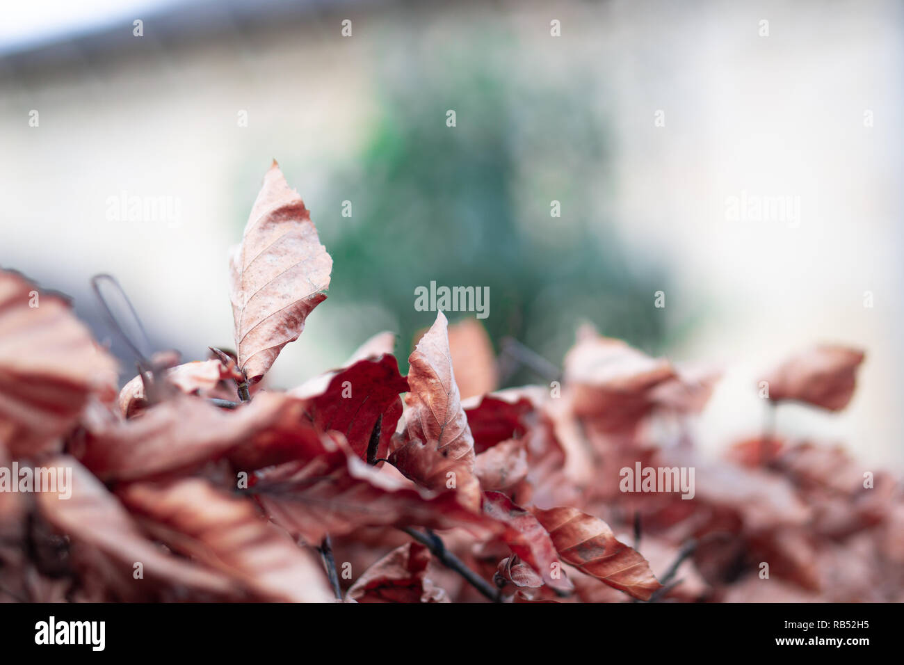 A photo showing leaves on a hedge on a cold winters day with a shallow depth of field. Stock Photo
