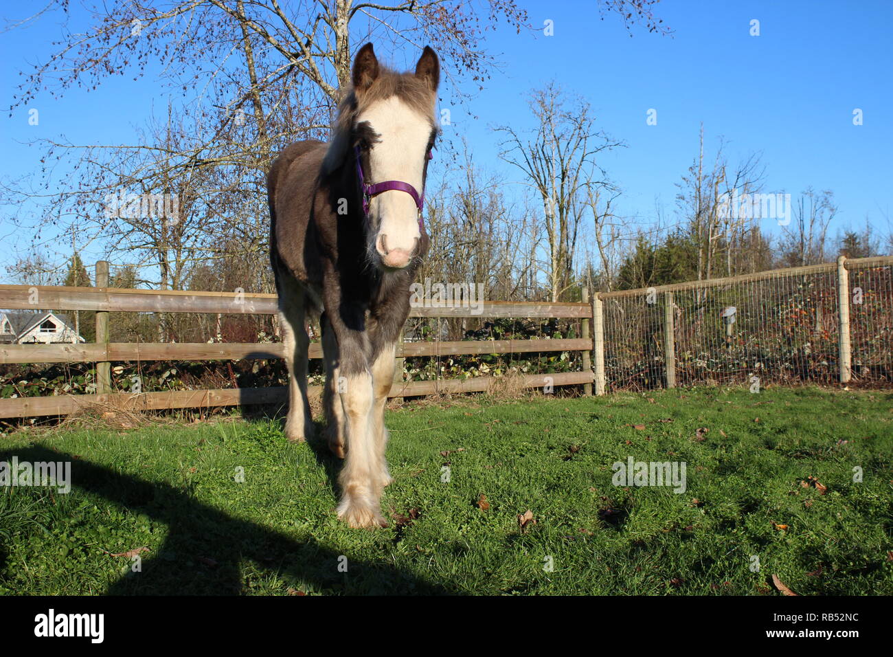 Baby horse feet hi-res stock photography and images - Alamy