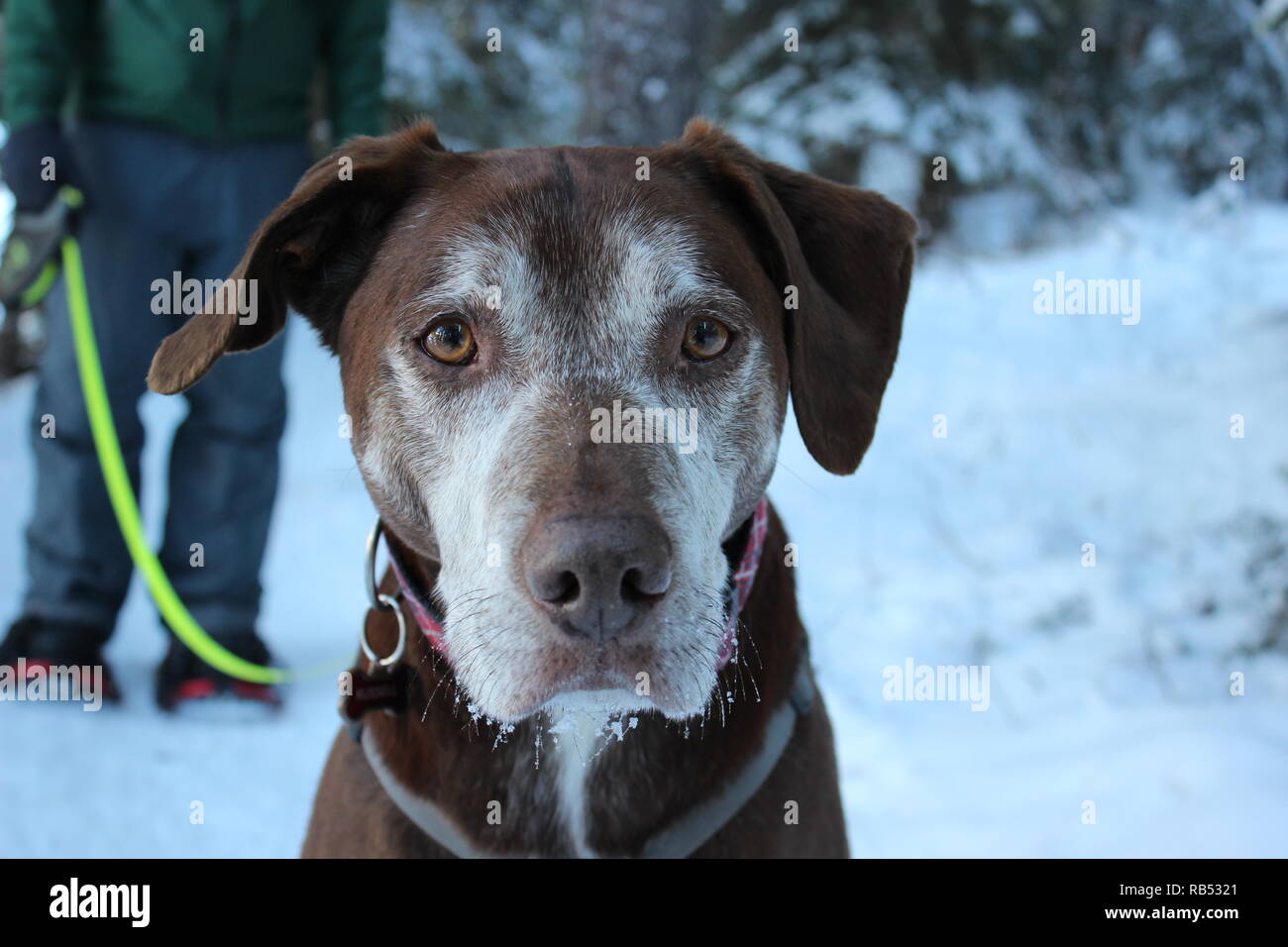 Snowshoeing with dogs Stock Photo