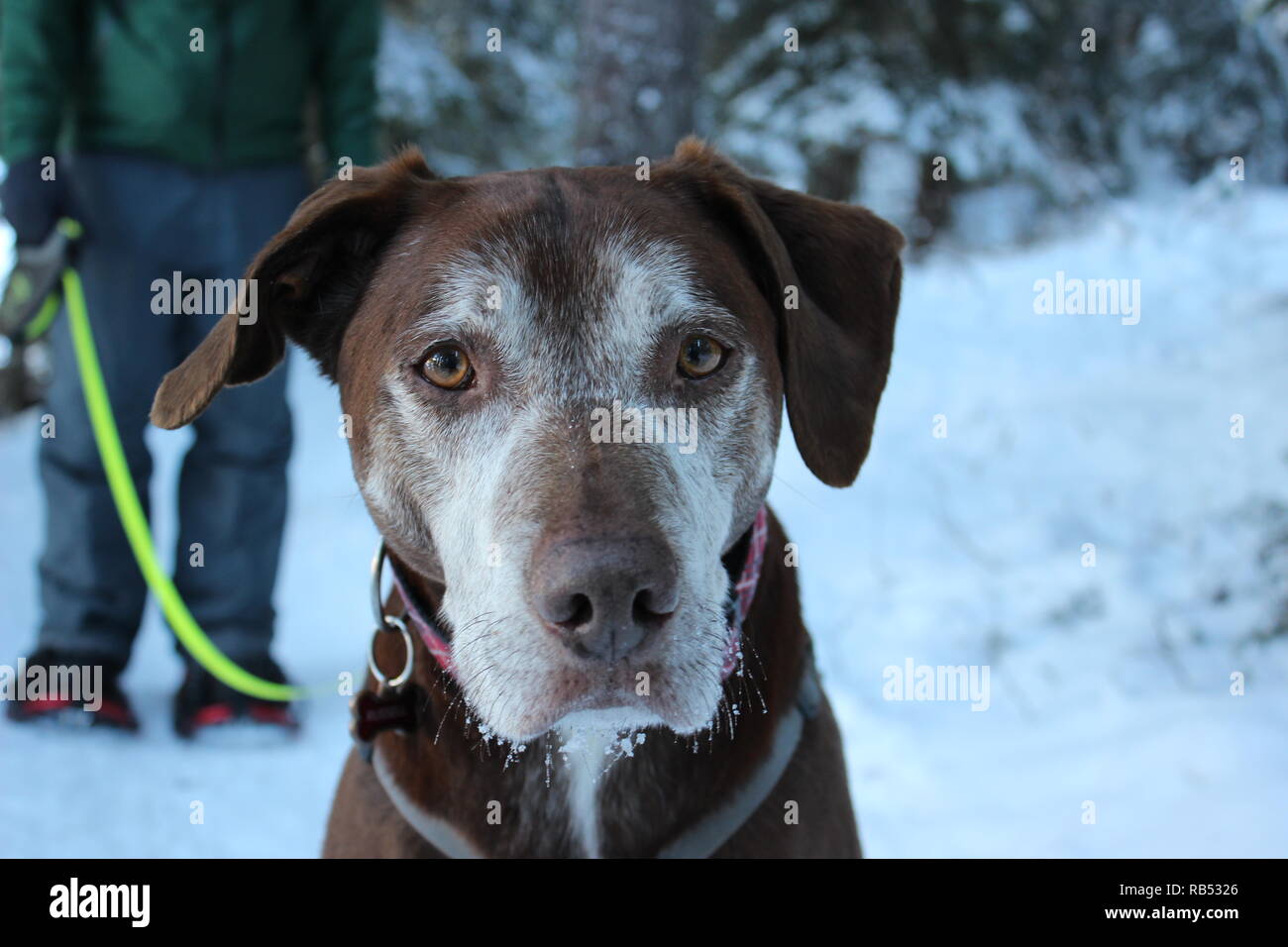 Snowshoeing with dogs Stock Photo Alamy