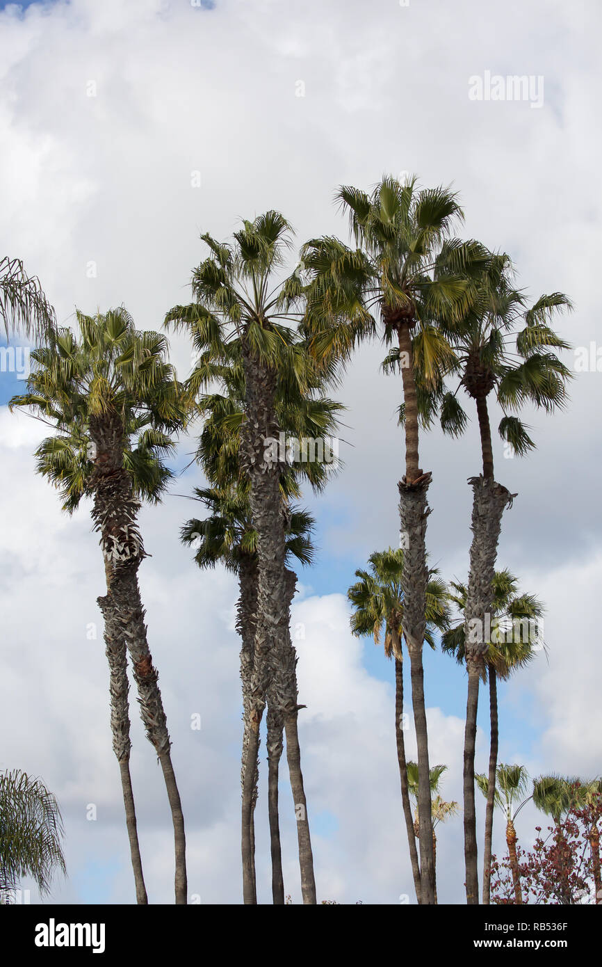 Very tall palm trees in San Diego,which is a city on the Pacific coast