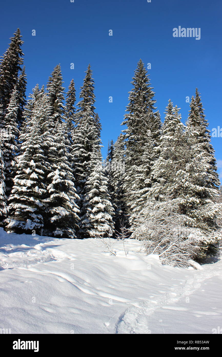 Winter Forest Walk Stock Photo