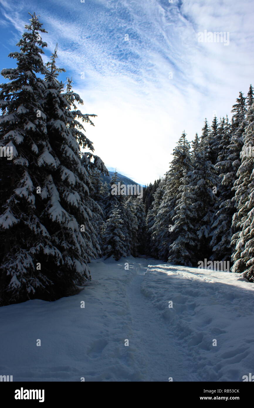 Winter Forest Walk Stock Photo