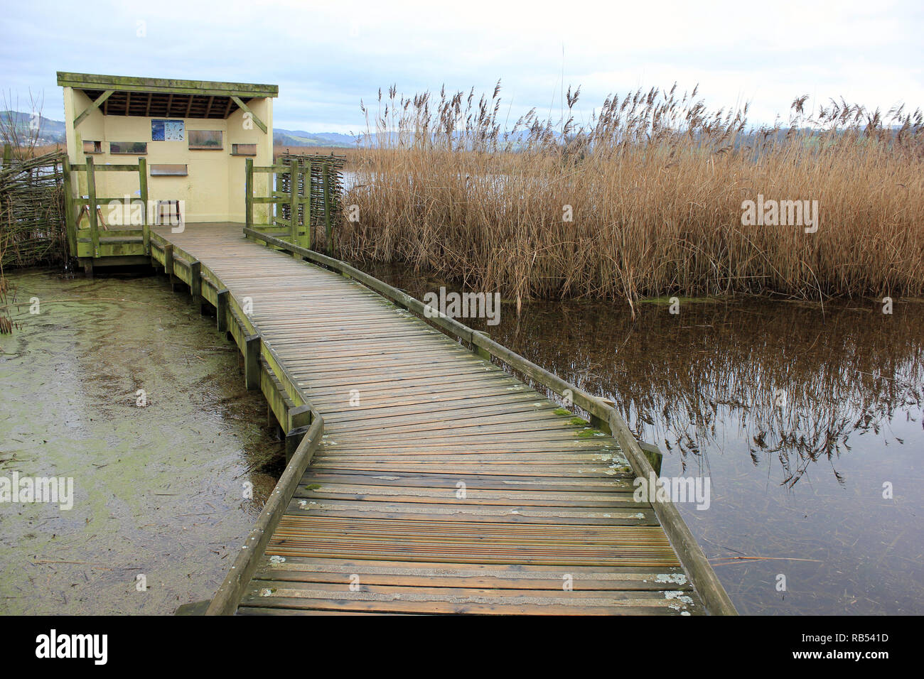 Boardwalk leading to Viewing Screen Hide at Conwy RSPB Reserve, North Wales Stock Photo