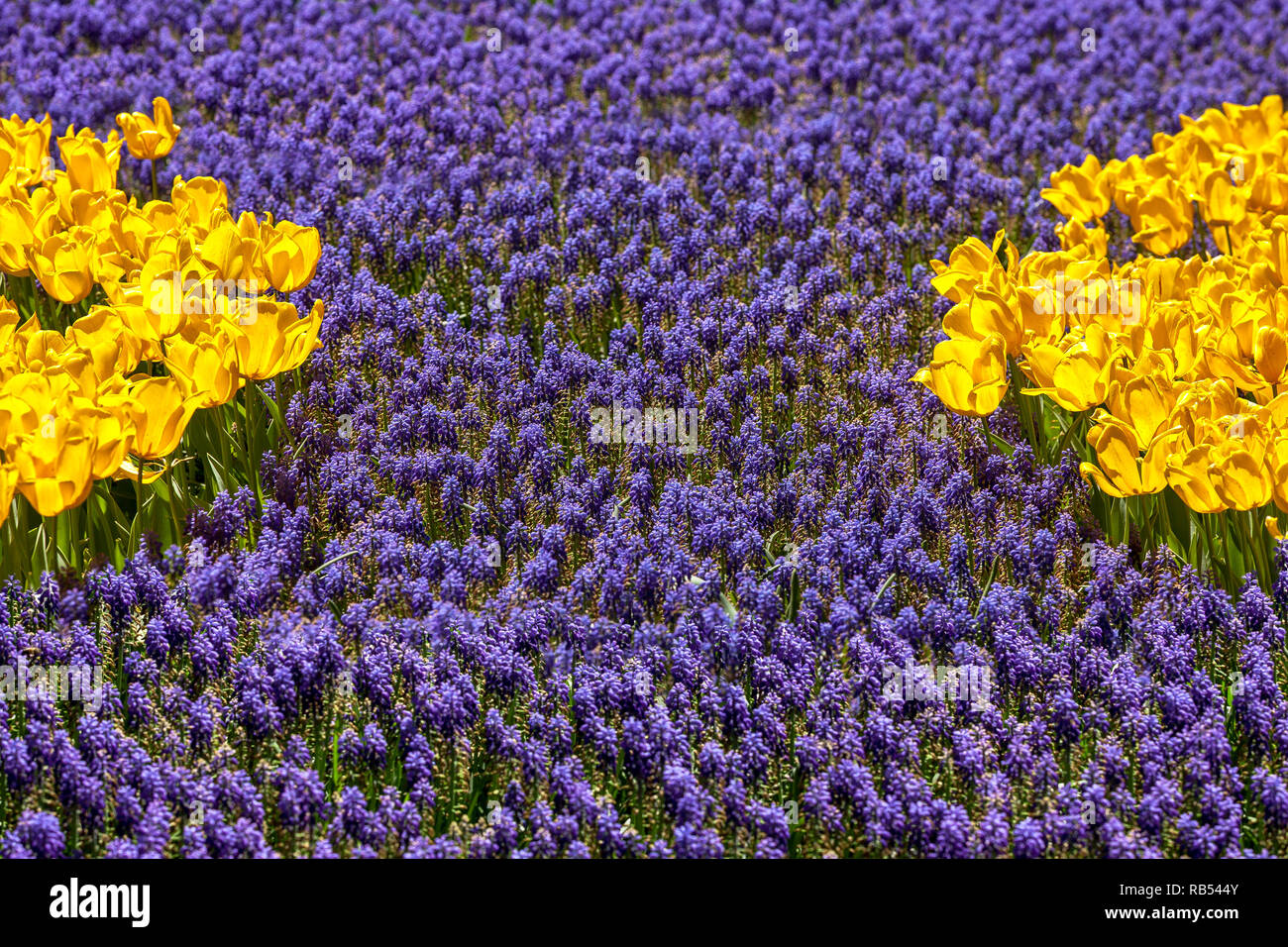 yellow tulips and blue muscari spring flowers Stock Photo