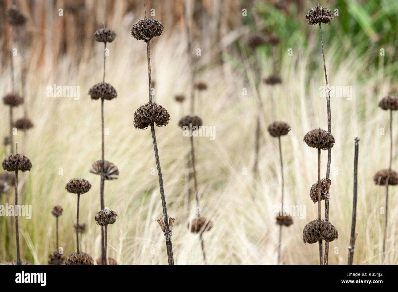 Phlomis Russeliana Seed Heads Hi res Stock Photography And Images Alamy phlomis-russeliana-seed-heads-hi-res-stock-photography-and-images-alamy