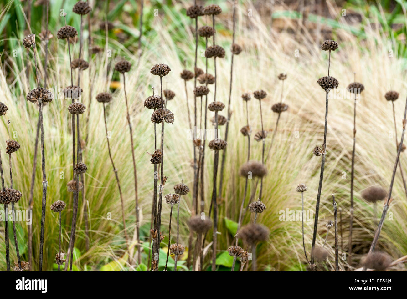 Winter Seed Heads Of Phlomis Russeliana Set Against Dry Grasses Stock winter-seed-heads-of-phlomis-russeliana-set-against-dry-grasses-stock