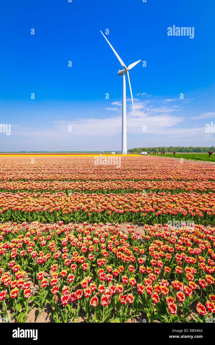 Colorful Dutch tulips in a flower field and a windmill in Holland under ...