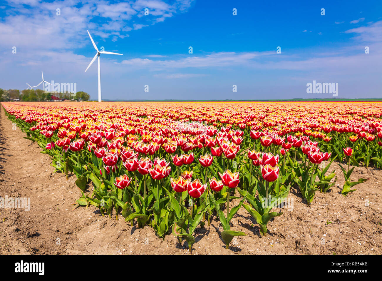 Colorful Dutch tulips in a flower field and a windmill in Holland under ...