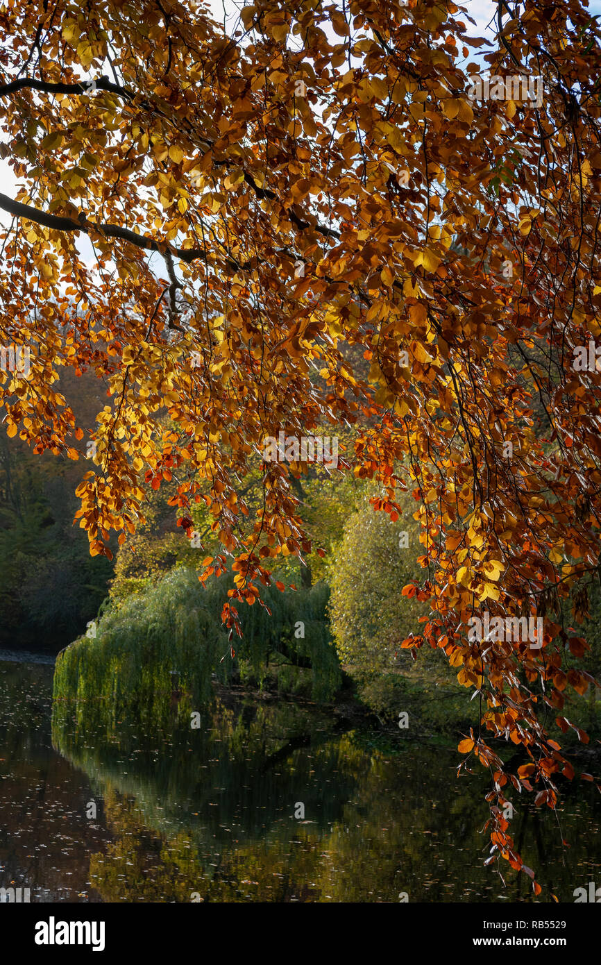 copper beech tree hanging over a river in Autumn Stock Photo - Alamy