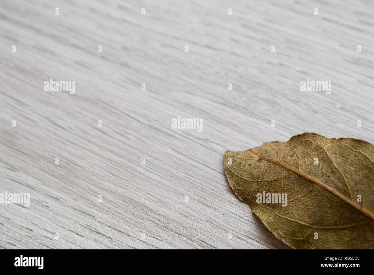 Dried bay leaf in the lower right margin of the image with space for text Stock Photo