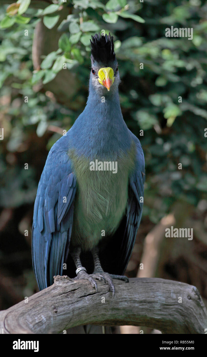 Great Blue Turaco (corythaeola cristata) Stock Photo