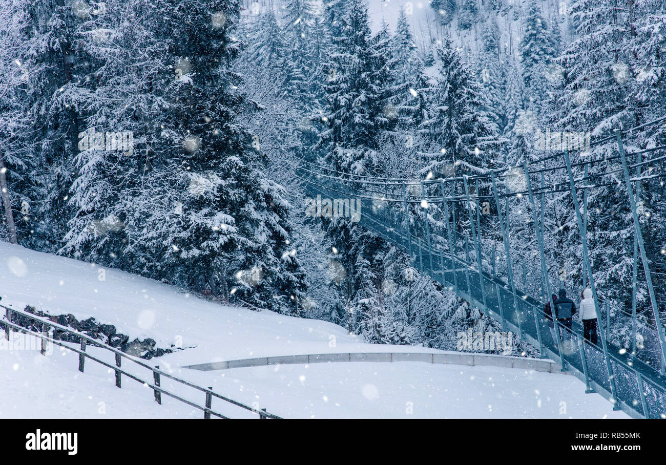 View of snow covered pine forest in Switzerland, Europe Stock Photo - Alamy
