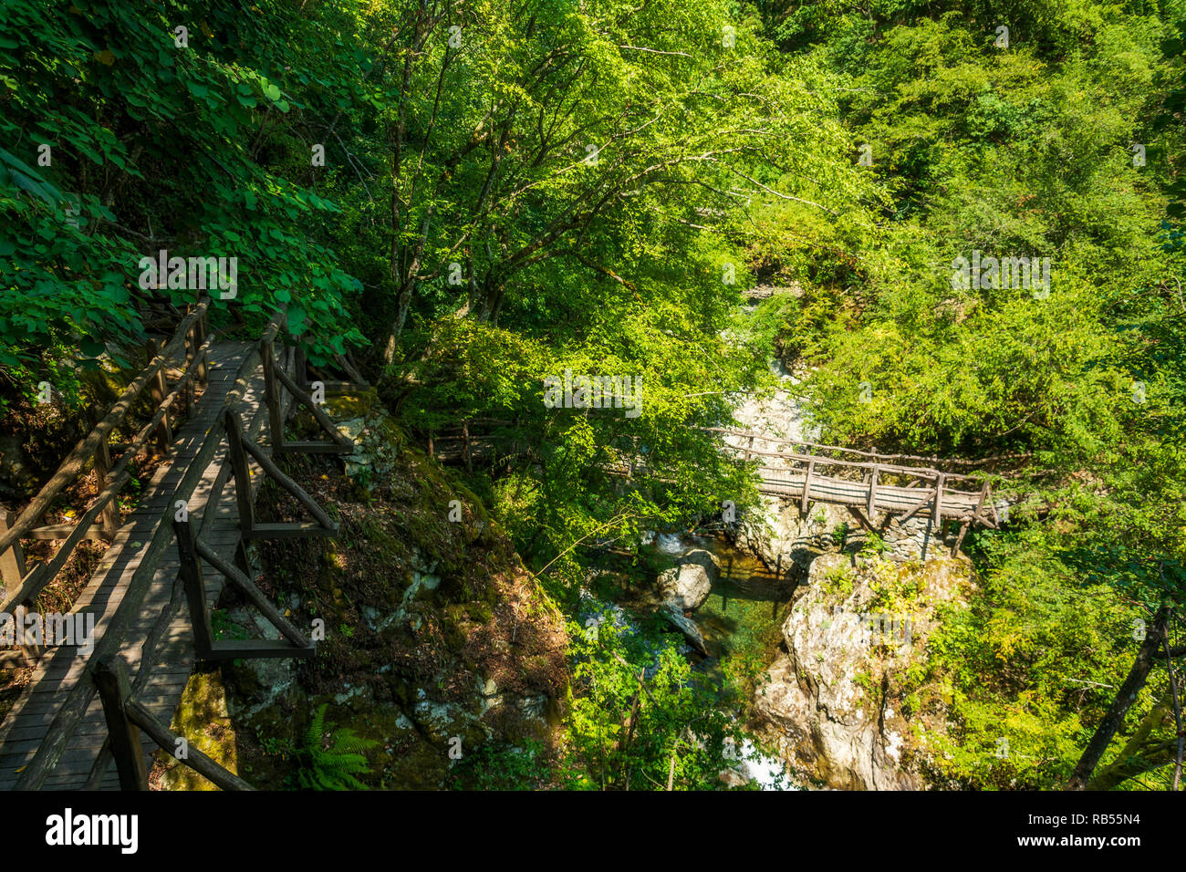 wooden bridge in the forest Stock Photo - Alamy