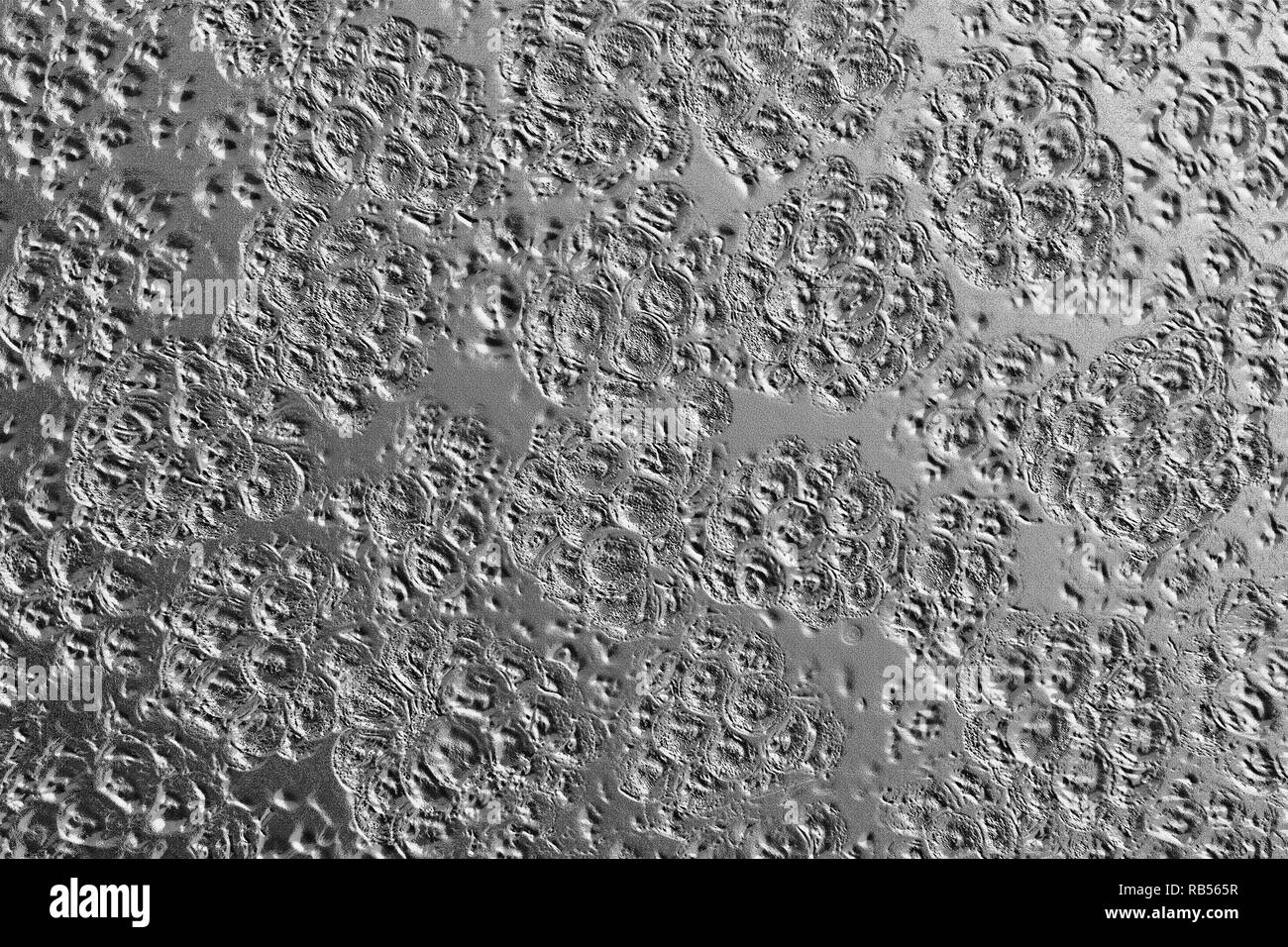 Damaged black and white metal background with small craters and indents Stock Photo