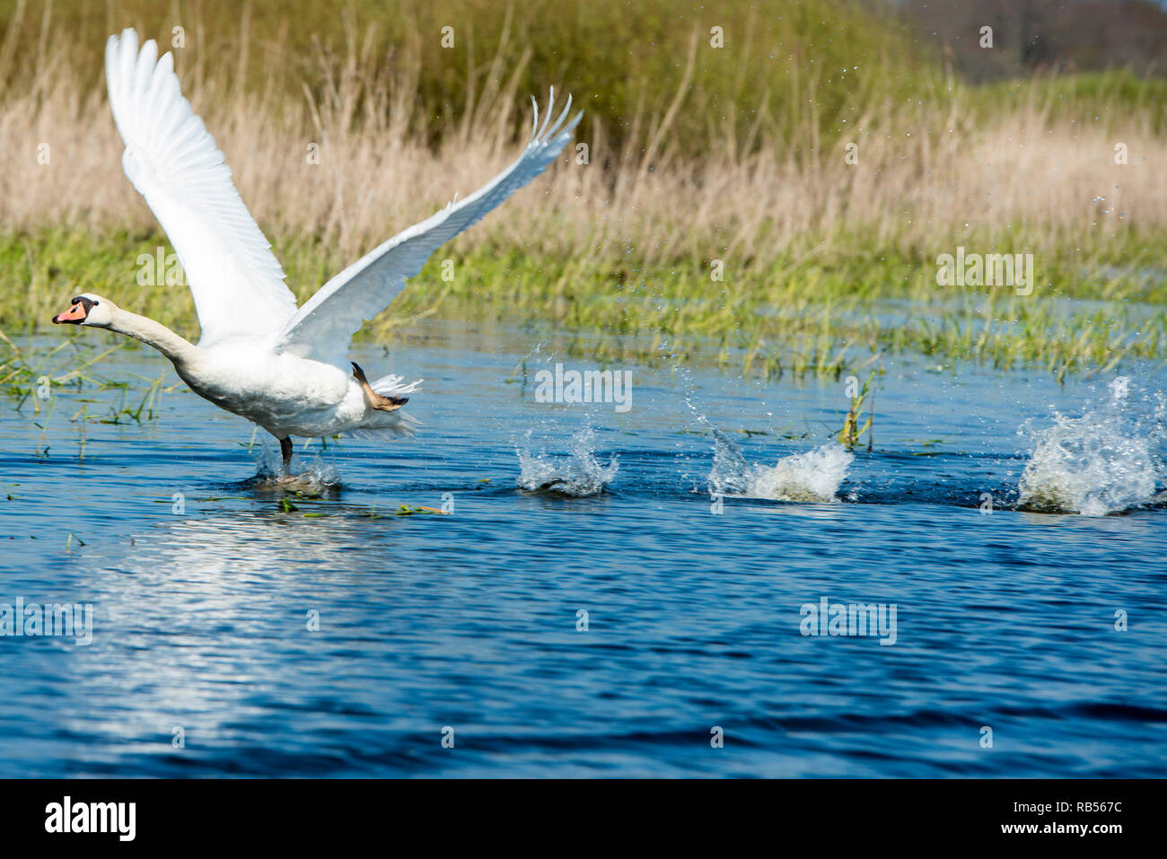 Lac de Grand-Lieu lake (north-western France). Mute swan (Cygnus color) taking flight Stock Photo