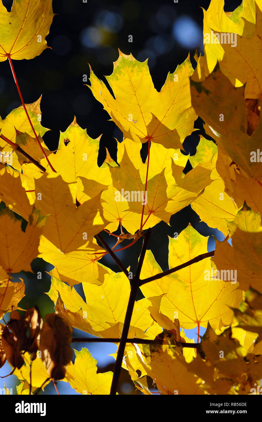Maple tree in autumn. Ahorne, juhar, Acer sp. Stock Photo