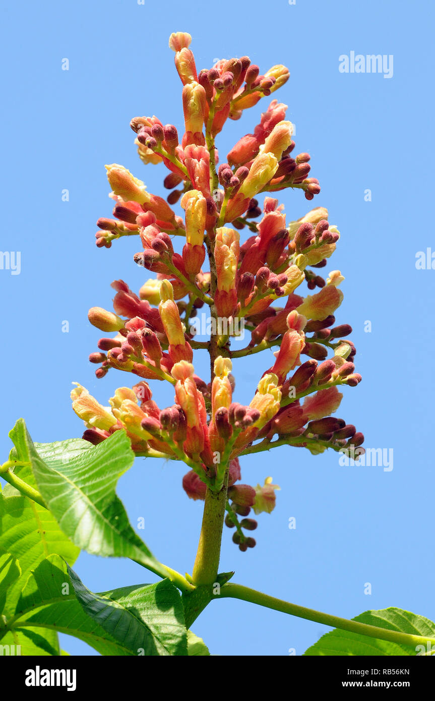 red horse-chestnut, Fleischrote Rosskastanie, hússzínű vadgesztenye, Aesculus × carnea Stock Photo