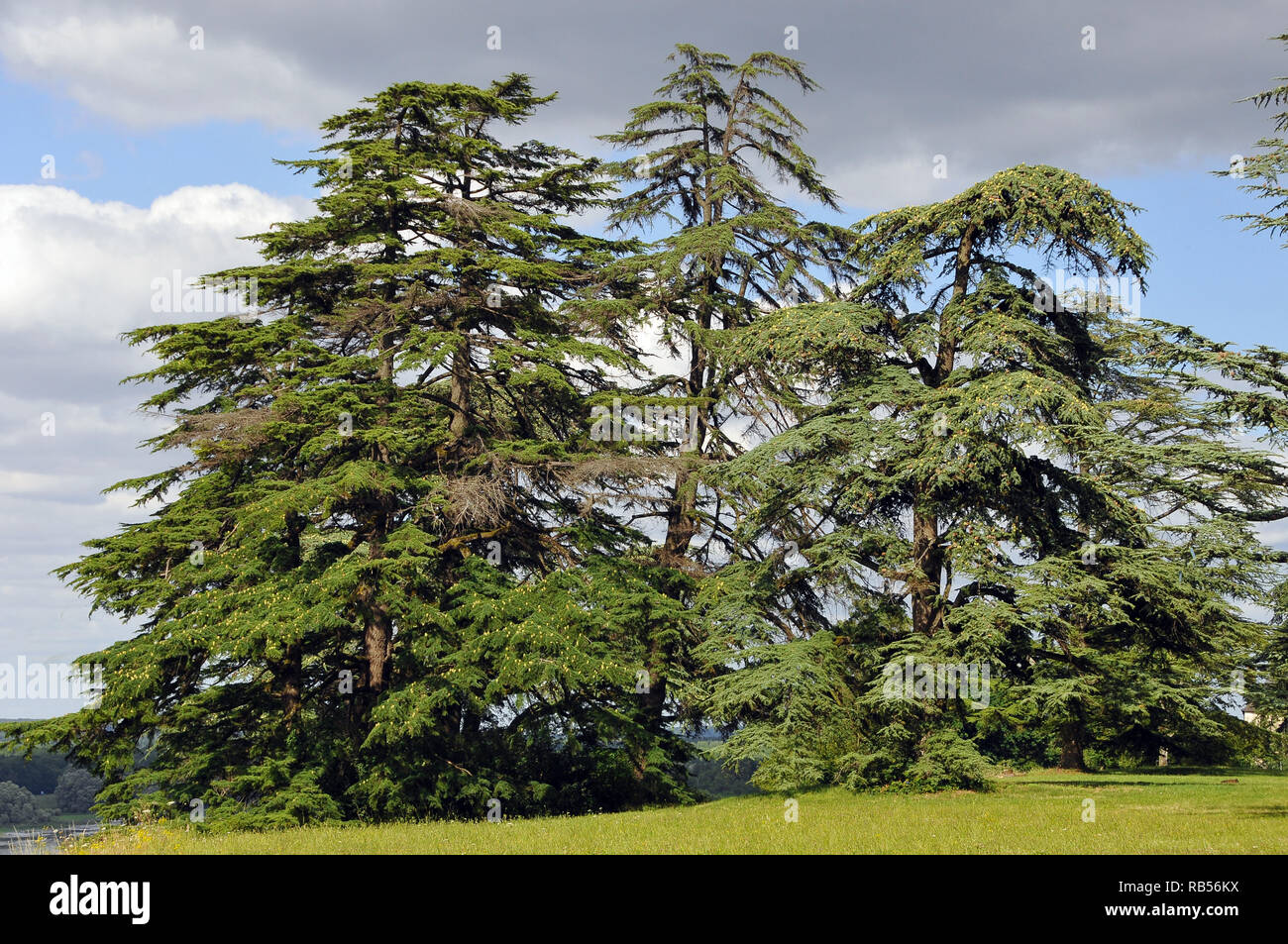 Cedar of Lebanon or Lebanon cedar, Libanon-Zeder, libanoni cédrus, Cedrus libani, Cedrus lebani Stock Photo