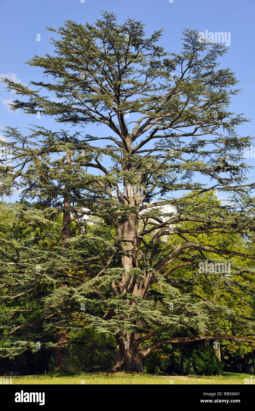Cedar of Lebanon or Lebanon cedar, Libanon-Zeder, libanoni cédrus, Cedrus libani, Cedrus lebani Stock Photo