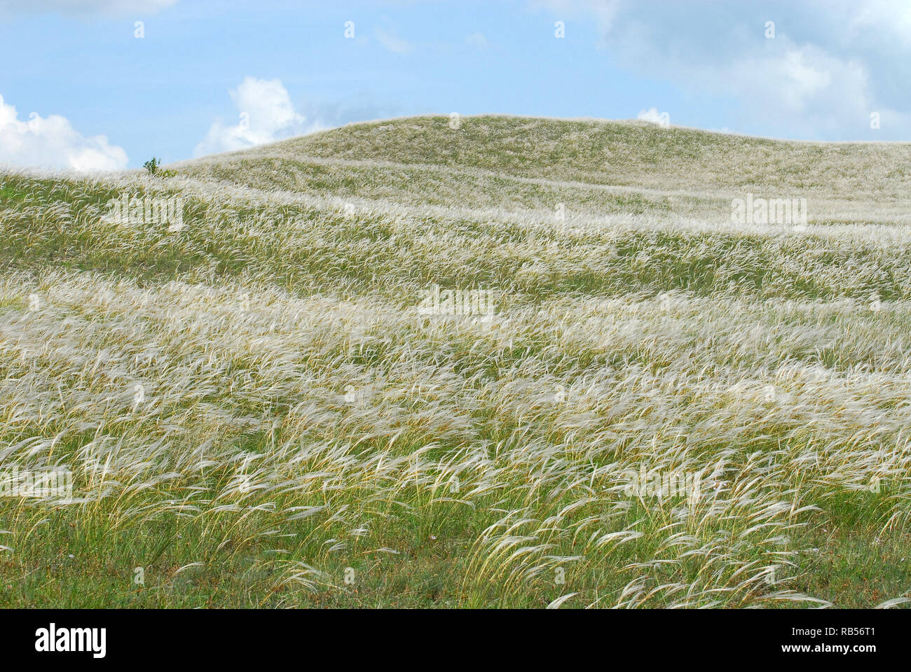 feather grass, needle grass, spear grass, Federgräser Pfriemengräser. Árvalányhajmező Veszprém mellett Magyarországon. Stipa Stock Photo