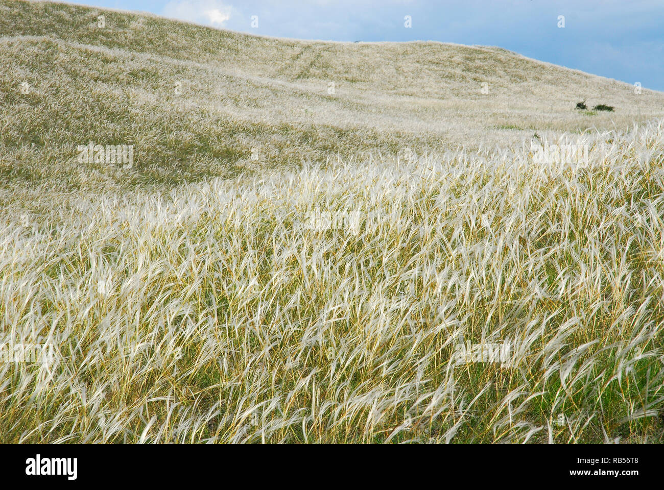 feather grass, needle grass, spear grass, Federgräser Pfriemengräser. Árvalányhajmező Veszprém mellett Magyarországon. Stipa Stock Photo