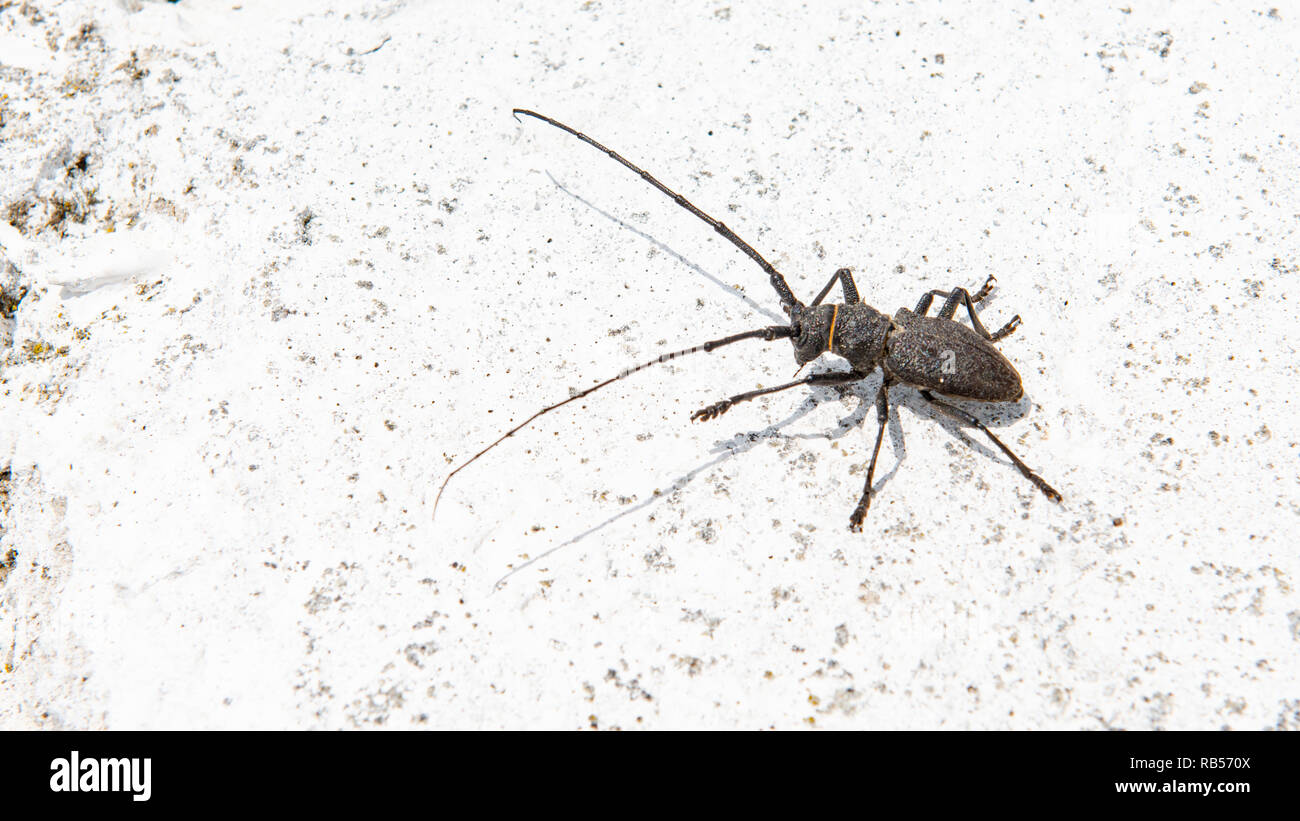 The Pine sawyer beetle Monochamus galloprovincialis from family Cerambycidae on a white background Stock Photo