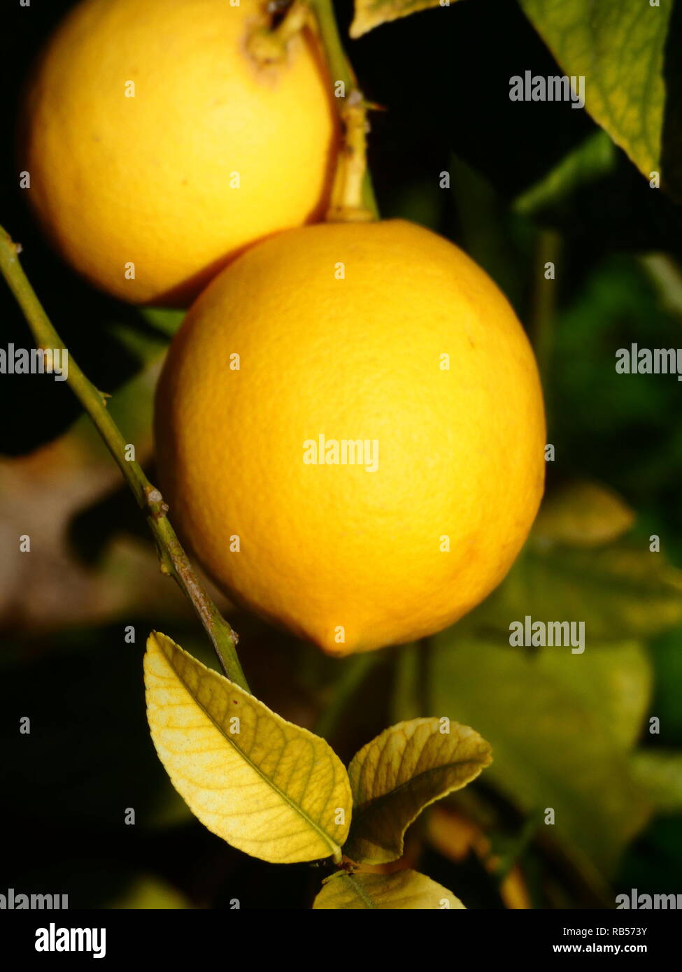 Lemon tree lemons region hi-res stock photography and images - Alamy