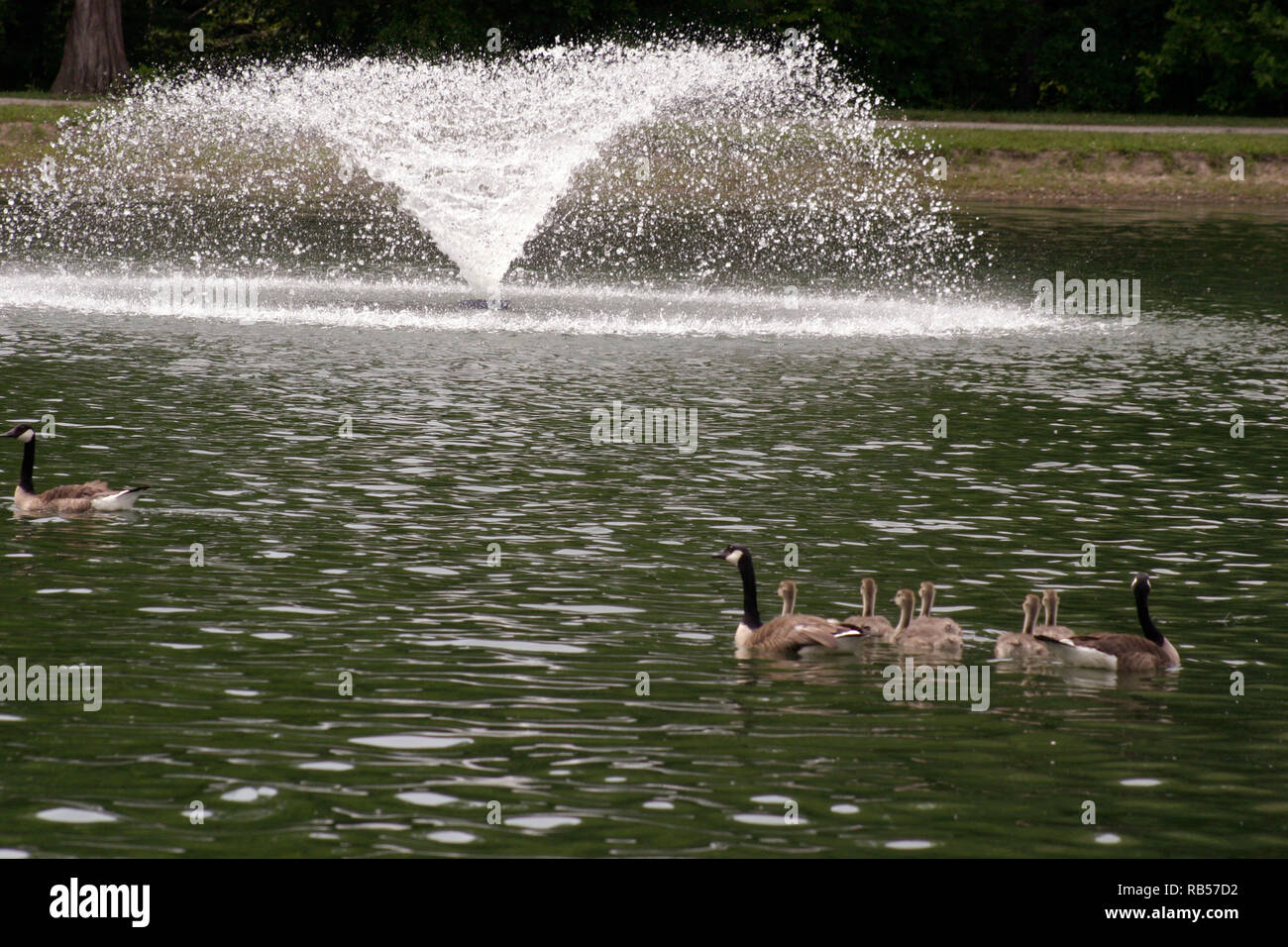Wild geese and goslings on the water in public park in Cleveland, OH, USA Stock Photo