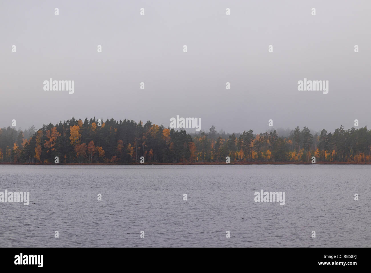 Autumn color in a forest with fog over a lake Stock Photo - Alamy