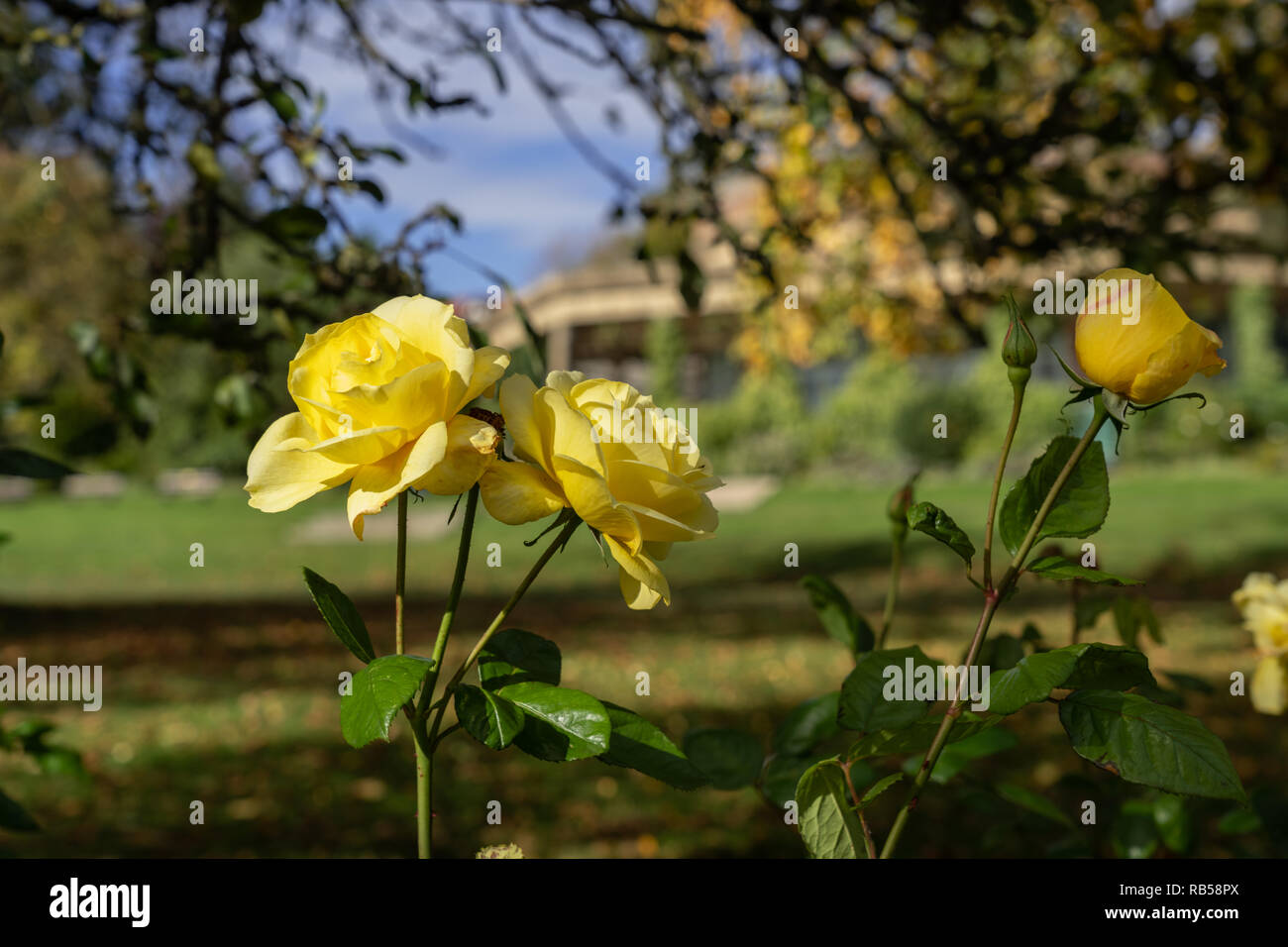 Beautiful sunlit autumn yellow Roses in the Valley Gardens, Harrogate, North Yorkshire, England, UK. Stock Photo