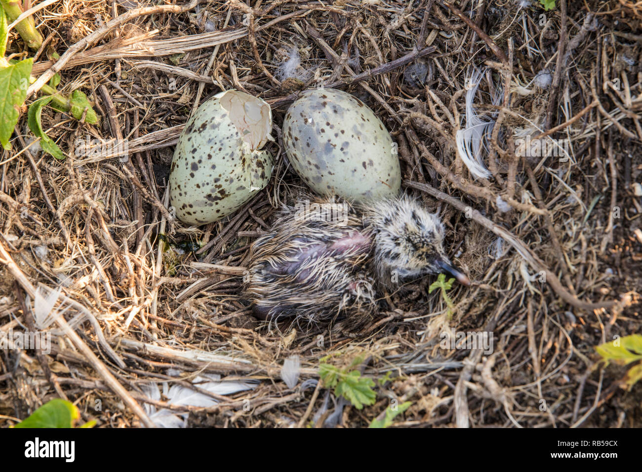The Netherlands, Amsterdam. IJburg district. Nest with chick, young and eggs of gull. Stock Photo