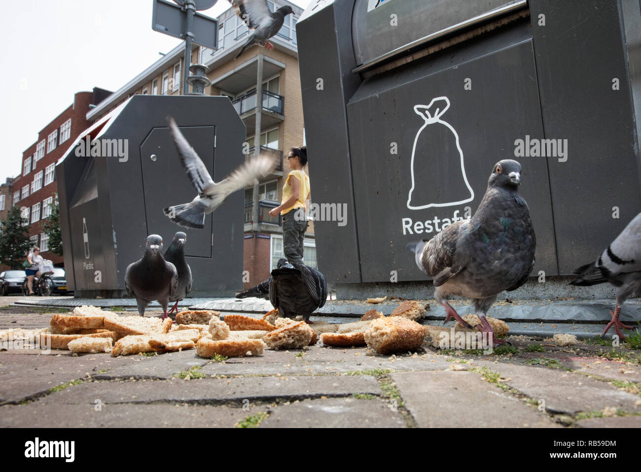 The Netherlands, Amsterdam. Pigeons feeding on bread near garbage bin. Stock Photo
