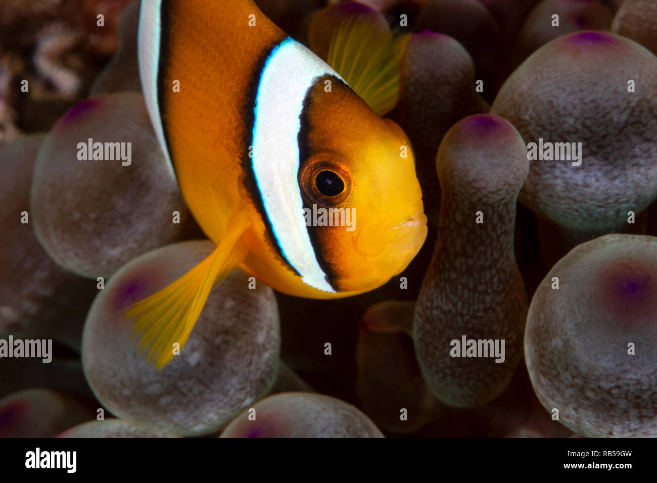 Clown Anemonefish in Anemone Stock Photo