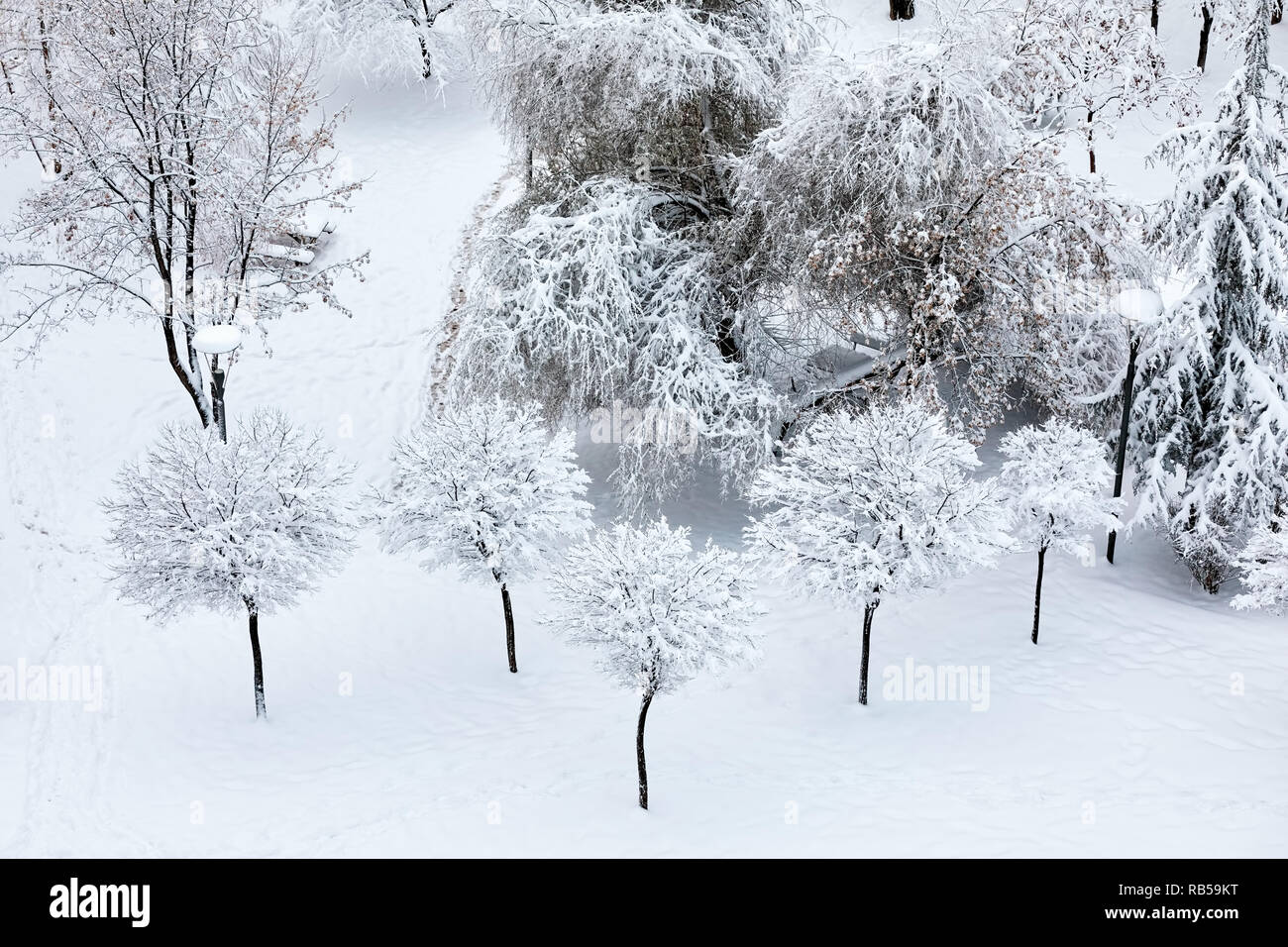 Above view of beautiful winter trees covered with snow in a public park Stock Photo
