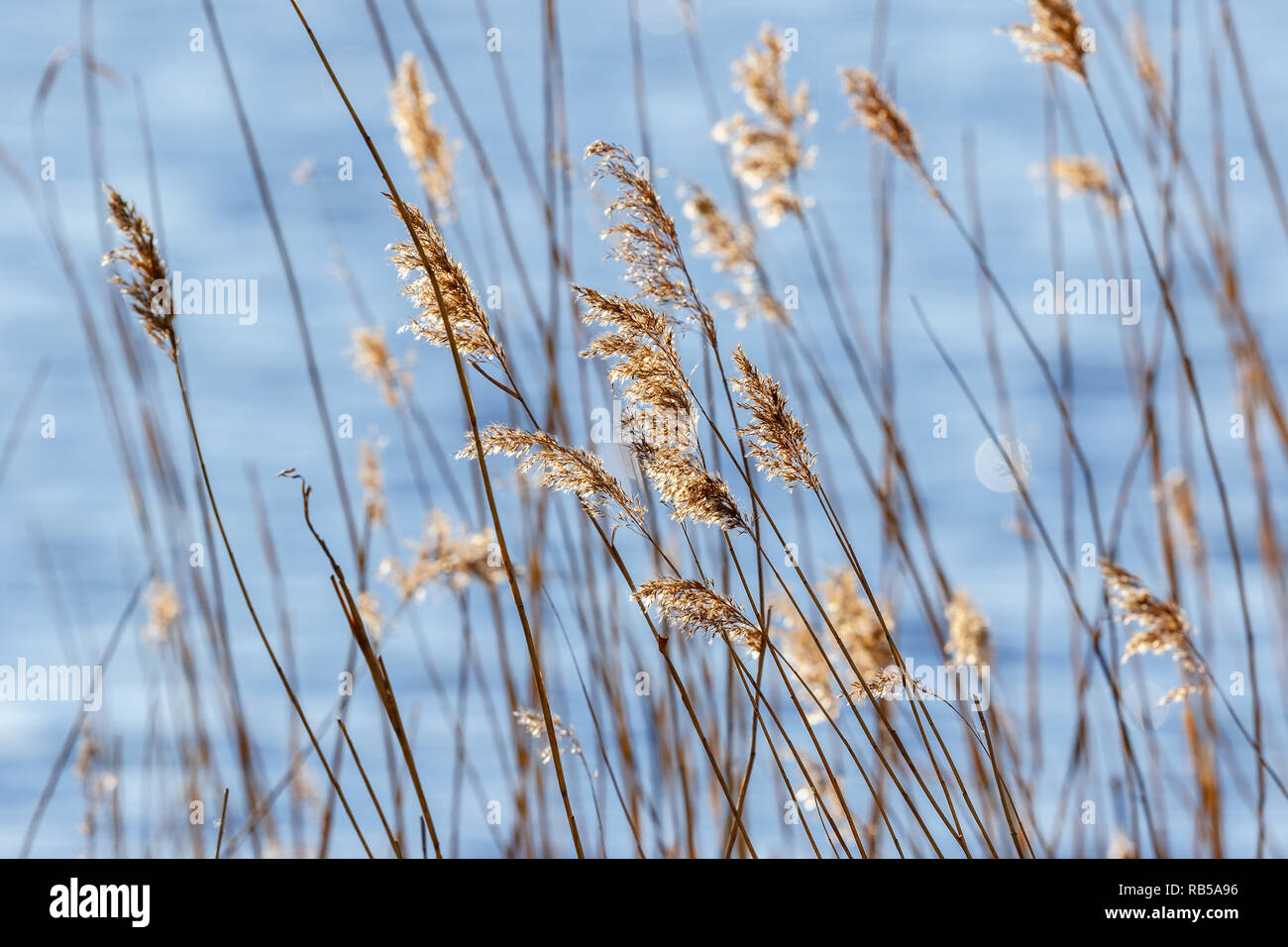 Reed swaying in wind hi-res stock photography and images - Alamy