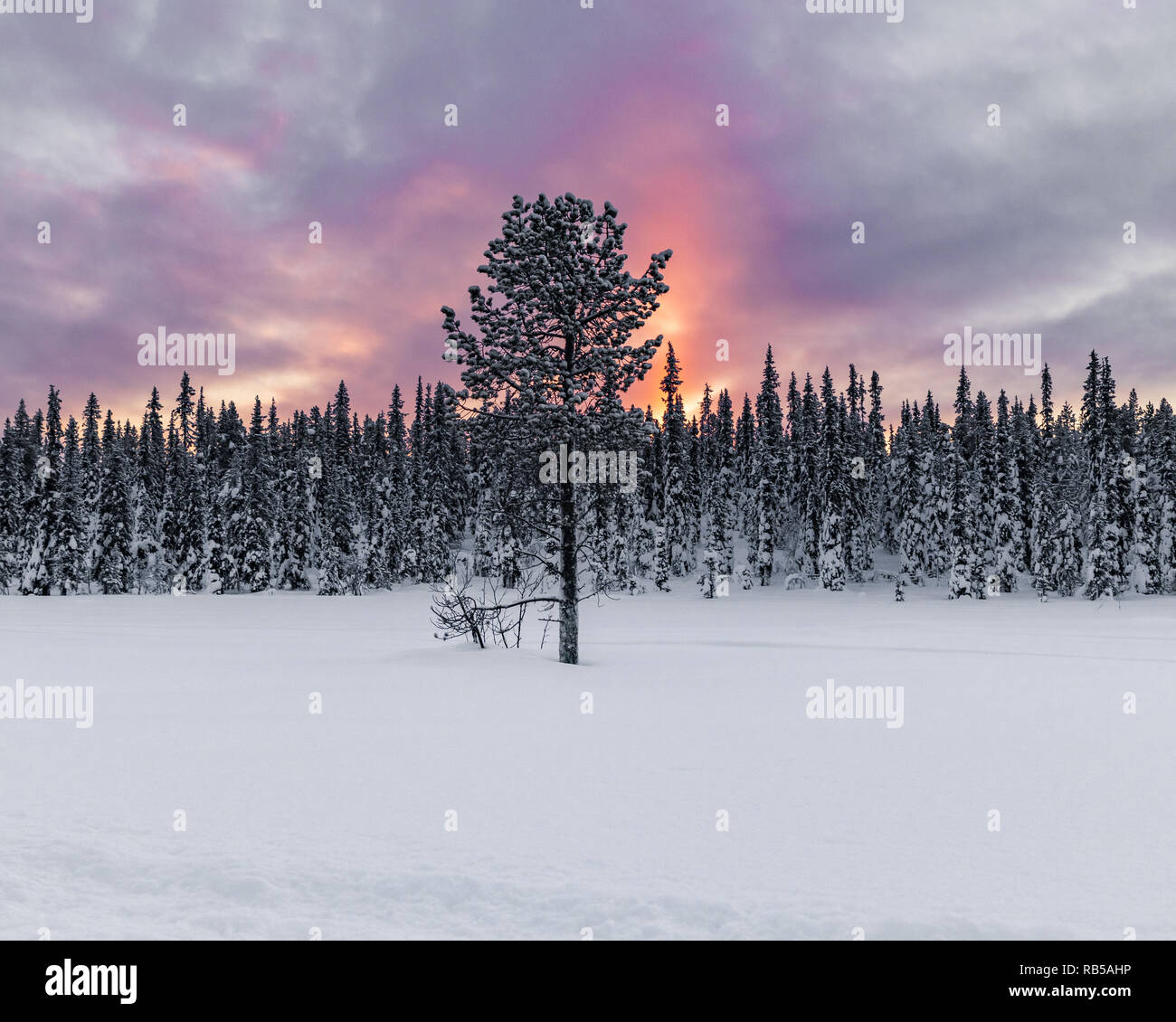 Isolated tree in northern Sweden during sunrise with a vibrant and colorful sky. Close to the Ice Hotel in Jukkasjärvi. Cold morning with fresh snow. Stock Photo