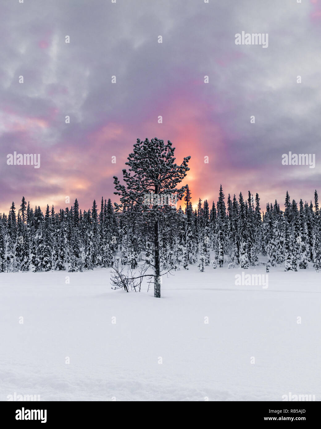 Isolated tree in northern Sweden during sunrise with a vibrant and colorful sky. Close to the Ice Hotel in Jukkasjärvi. Cold morning with fresh snow. Stock Photo