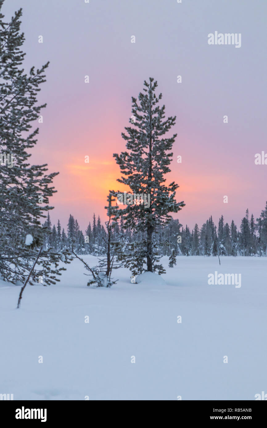 Isolated tree in northern Sweden during sunrise with a vibrant and