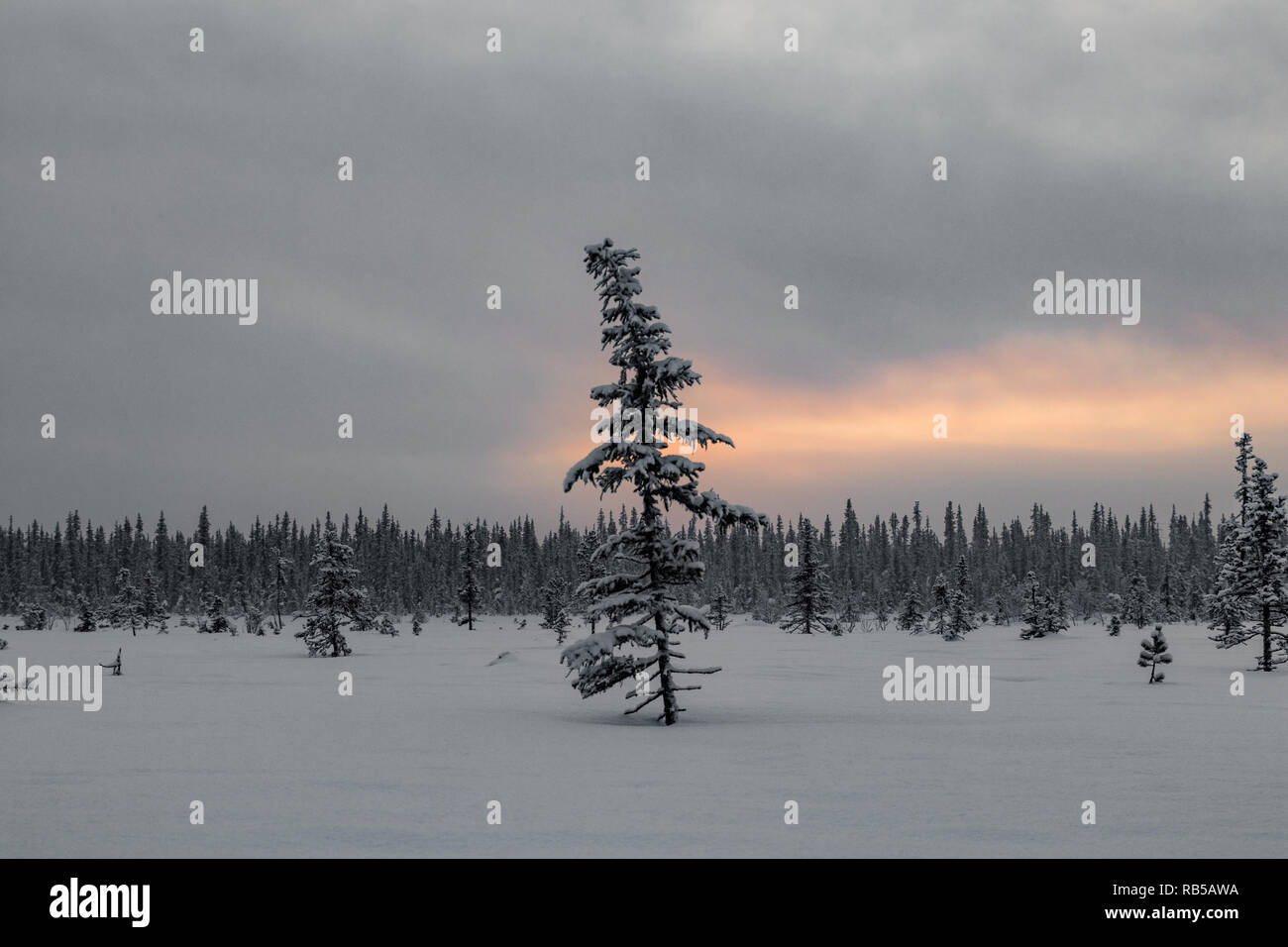 Isolated tree during sunrise in Swedish winter with a vibrant and colorful sky in Jukkasjärvi close to the orginal Ice Hotel. Stock Photo