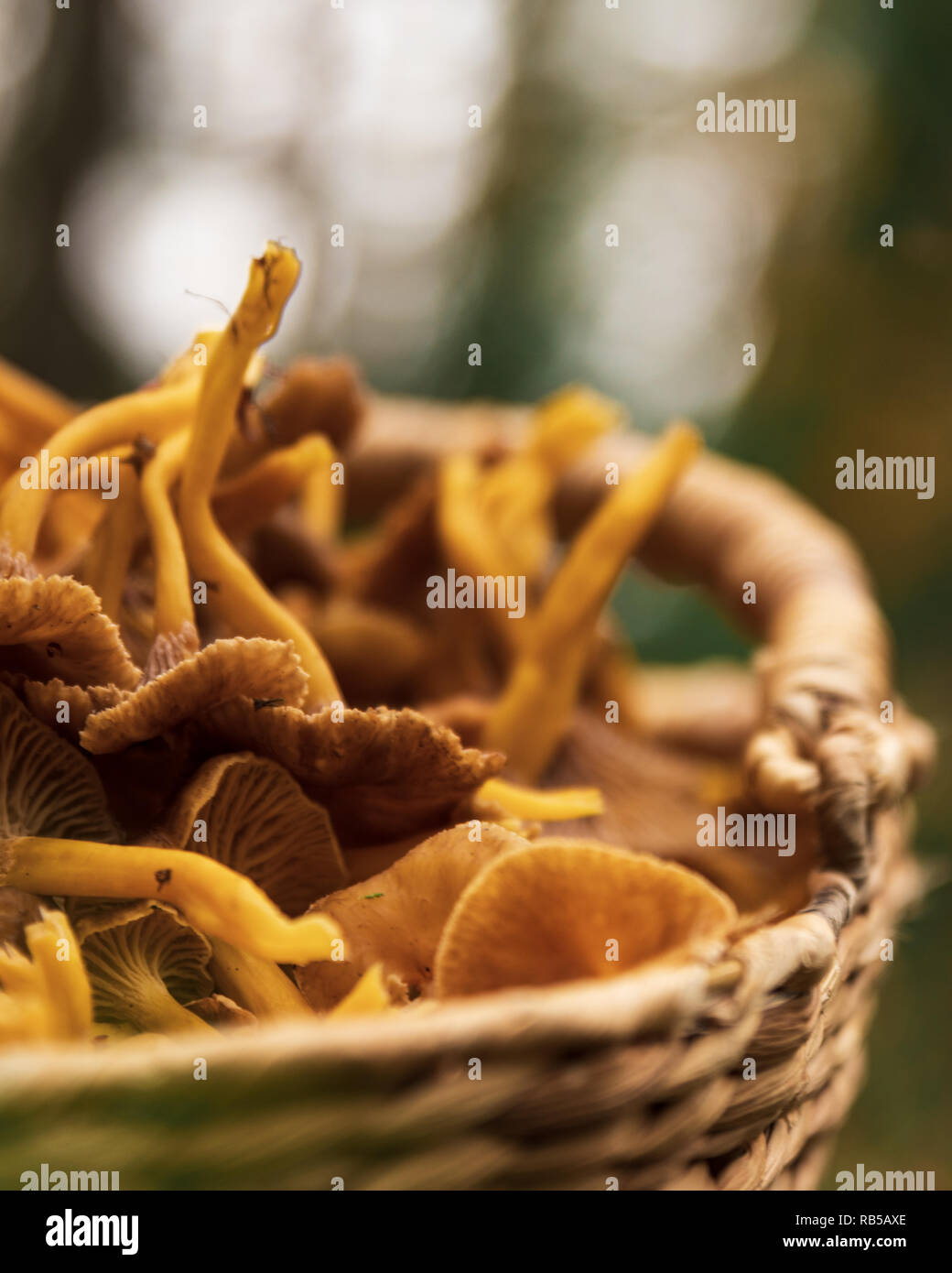 Close up of a basket filled with Chanterelle mushrooms after a successful harvest in a forest in Sweden. Stock Photo