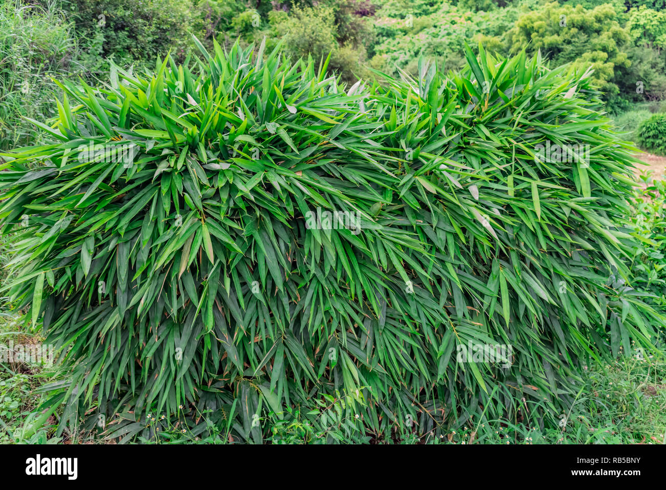 small Bamboo tree leafs shrubs close view looking awesome in a indian garden. Stock Photo