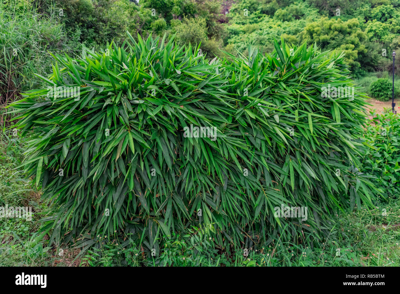 small Bamboo tree leafs shrubs close view looking awesome in a indian garden. Stock Photo