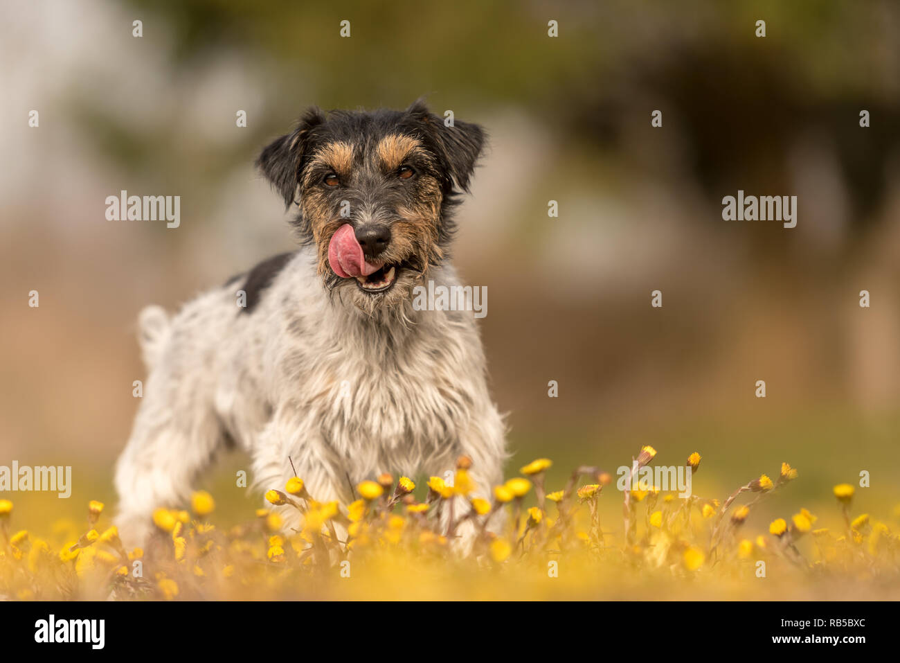 little dog is standing in a flowering meadow - cute Jack Russell Terrier Hound, 3 years old, hair style rough Stock Photo