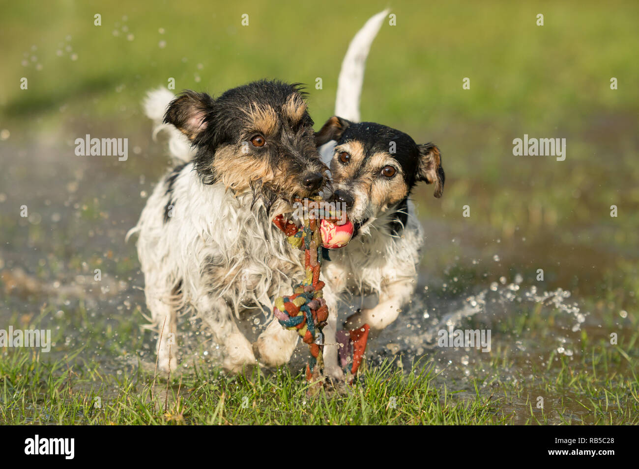 two cute dogs playing and fighting with a ball in a water puddle in the snowless winter. Jack Russell Terrier 4 and 9 years old Stock Photo