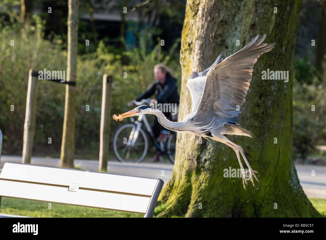 Blue Heron (Ardea cinerea) with chicken bone. Cyclist, Amsterdam, The Netherlands. Stock Photo