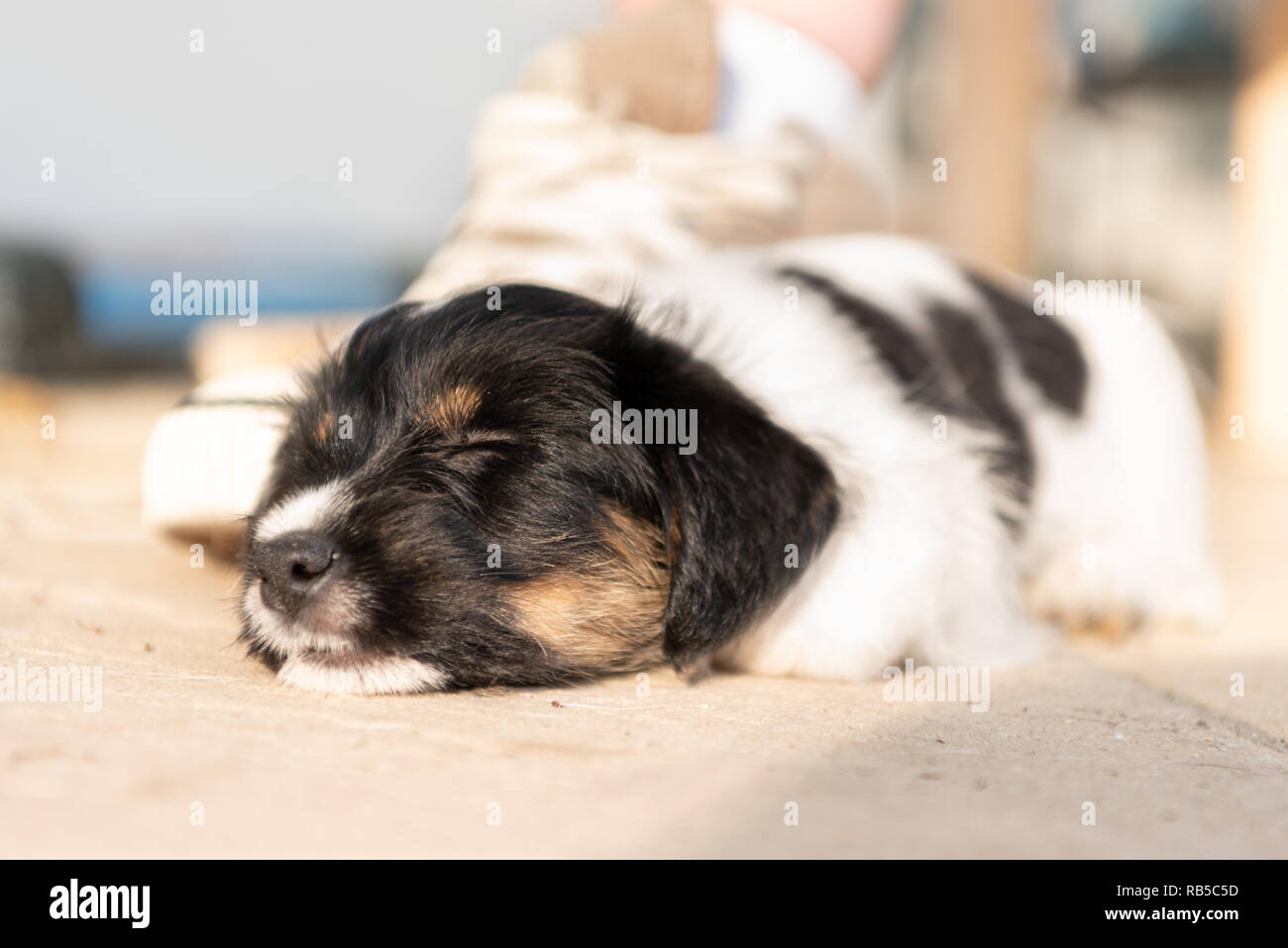 Adorable Newborn puppy dog 7.5 weeks old is sleeping next to a shoe