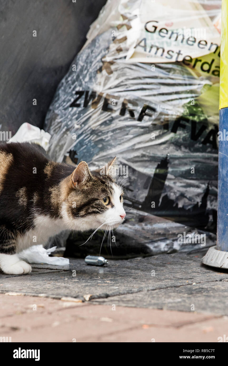 Stray cat in city center, Amsterdam, The Netherlands. Stock Photo